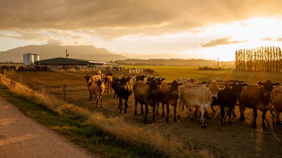 View of cows after milking