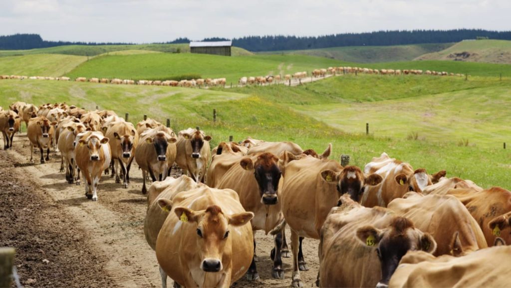 Jersey cows heading to the milking shed