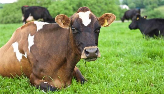 Photo of cows relaxing in green grass