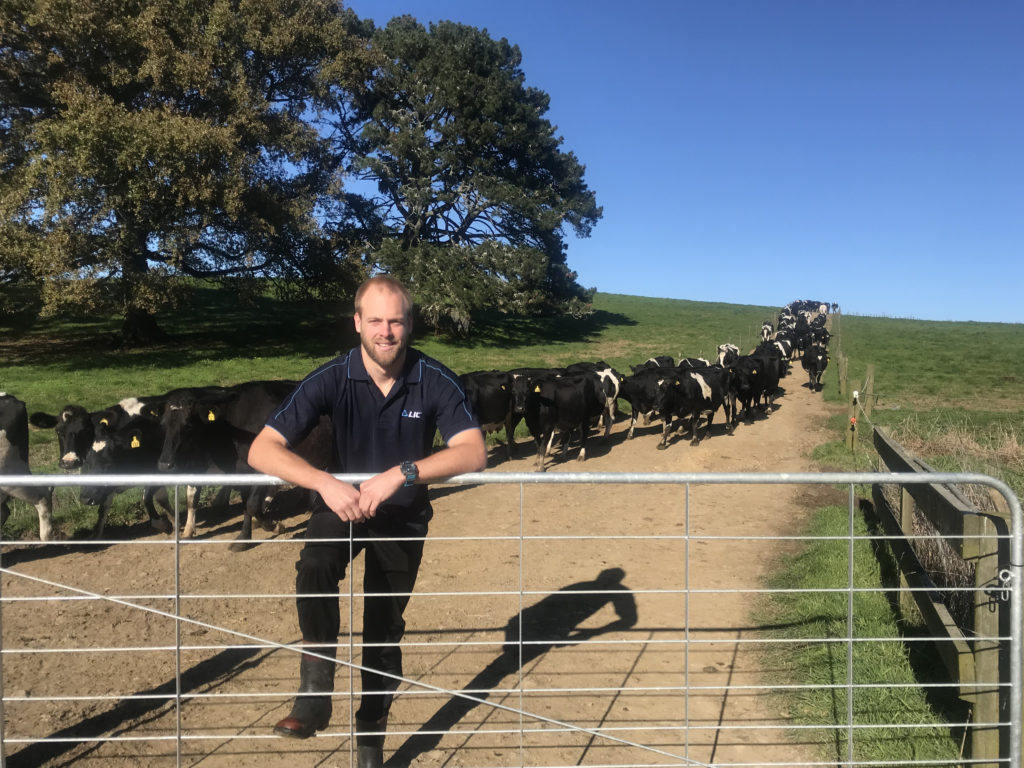 Sean Chubb with Holstein Friesian herd on farm in England