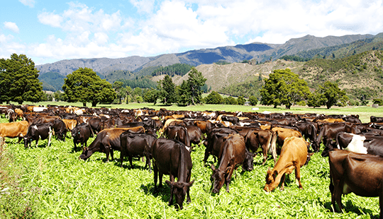 Herd of New Zealand dairy cows