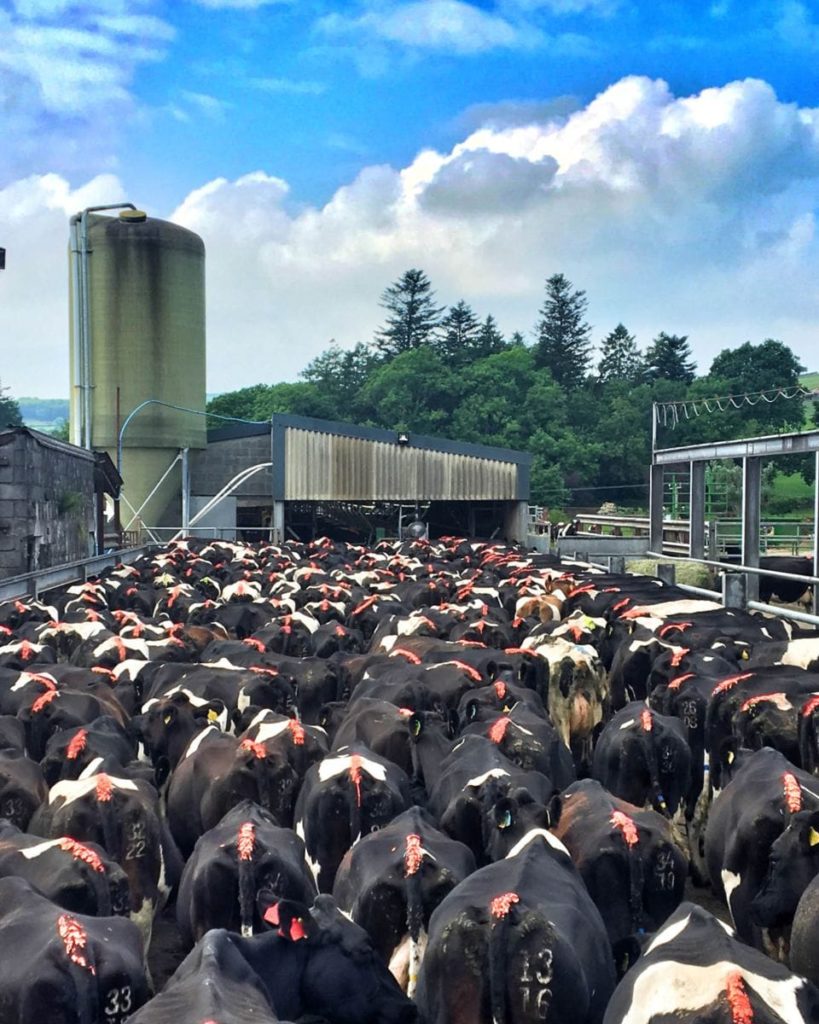Herd of dairy cows waiting for milking