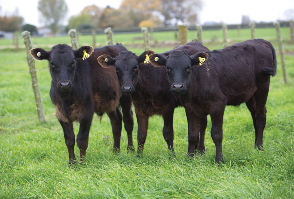 Wagyu adds value to you non-replacement calves