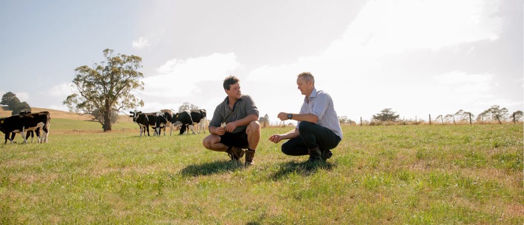 Dornauf Farms grass management and use LIC semen in Australia