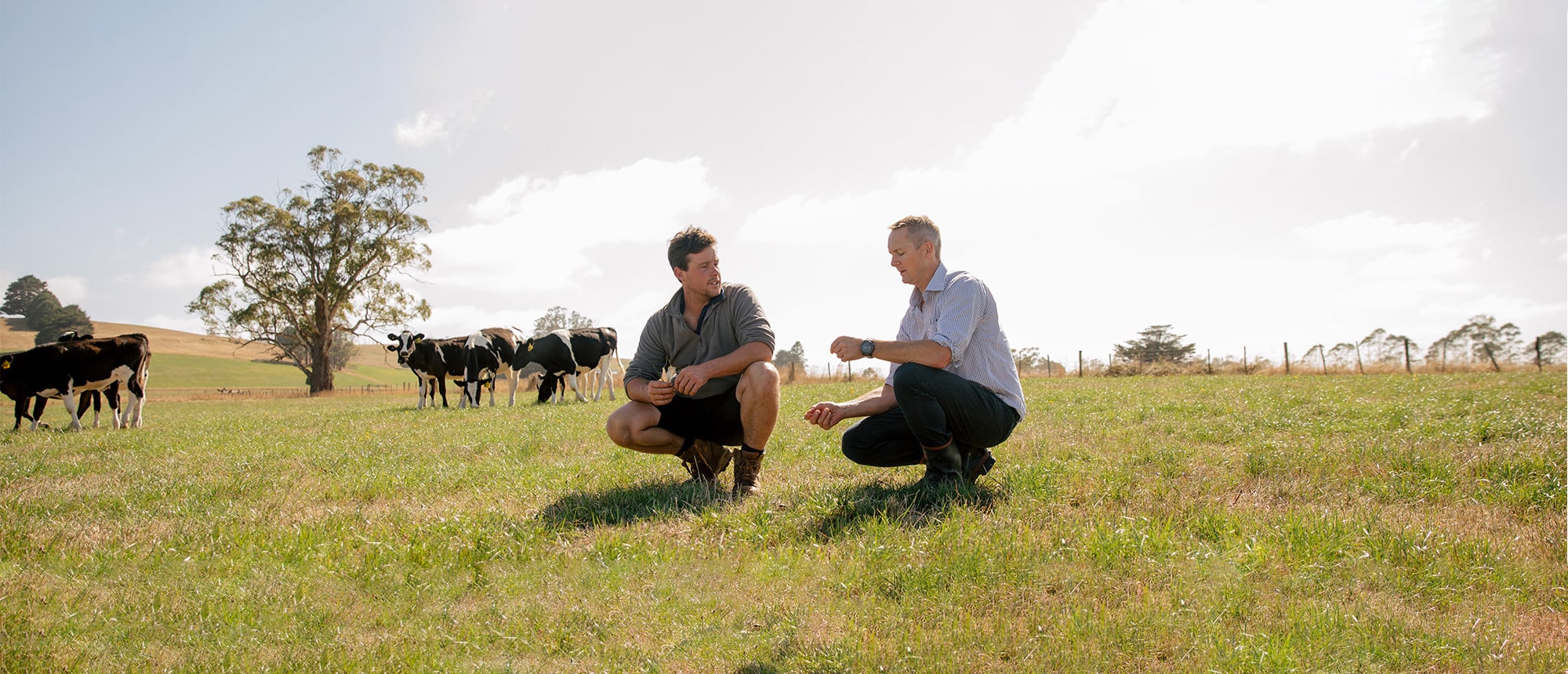 Dornauf Farms grass management and use LIC semen in Australia