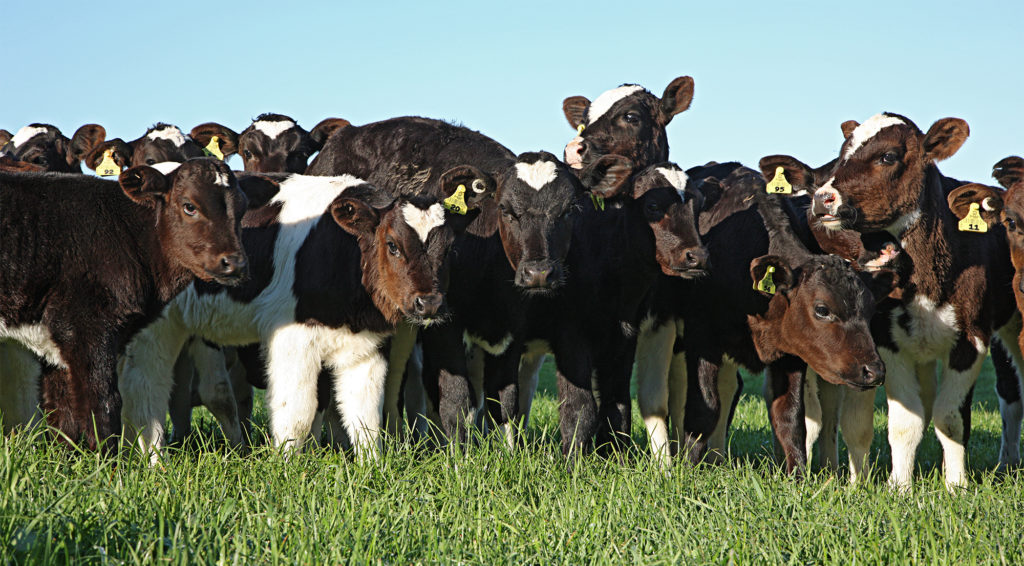 Holstein Friesian calves on a dairy farm