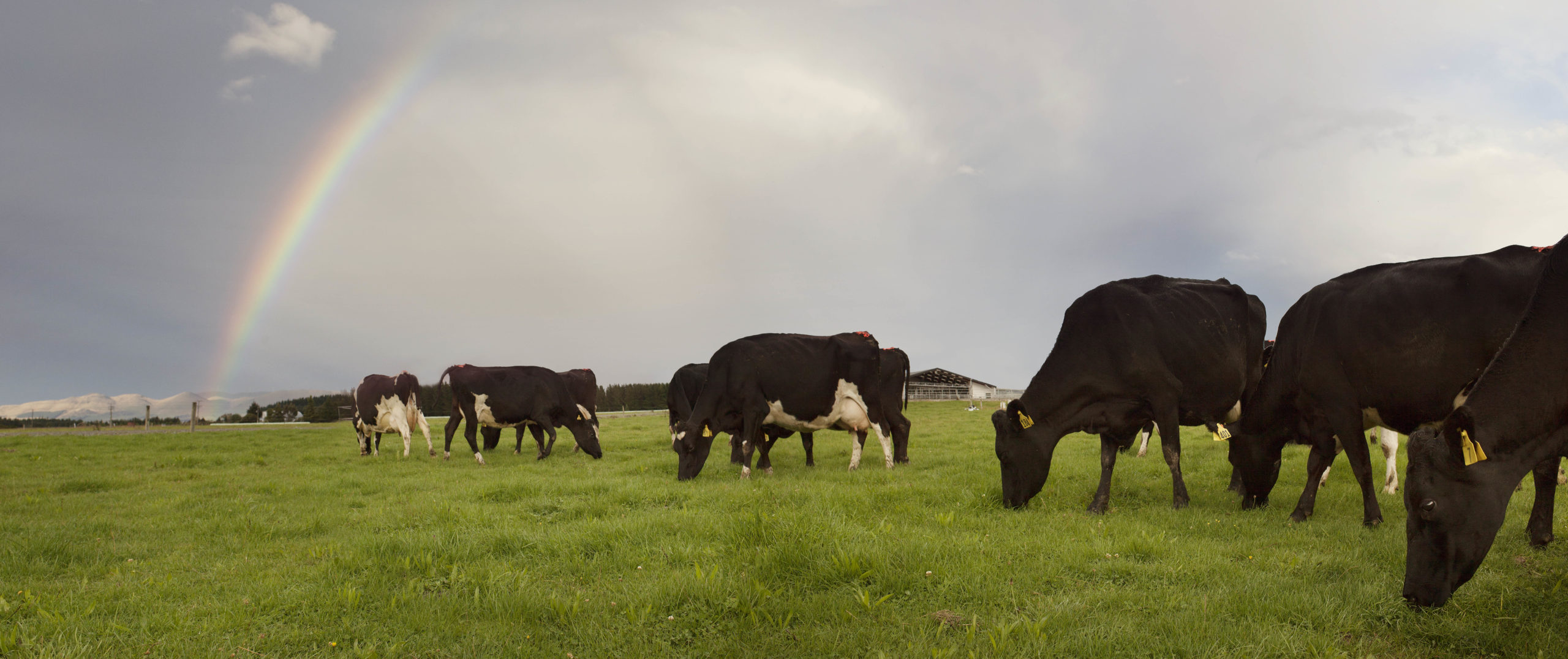 Cattle grazing on a dairy farm supplied by LIC