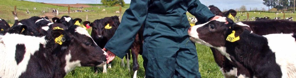 High genetic merit heifer calves bred from LIC sexed semen