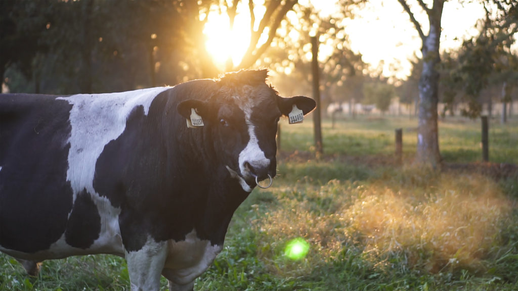 An LIC breeding bull