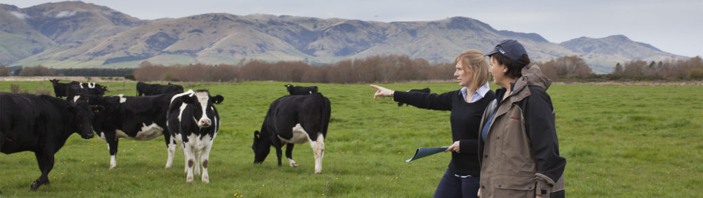 Evaluating dairy cows in New Zealand