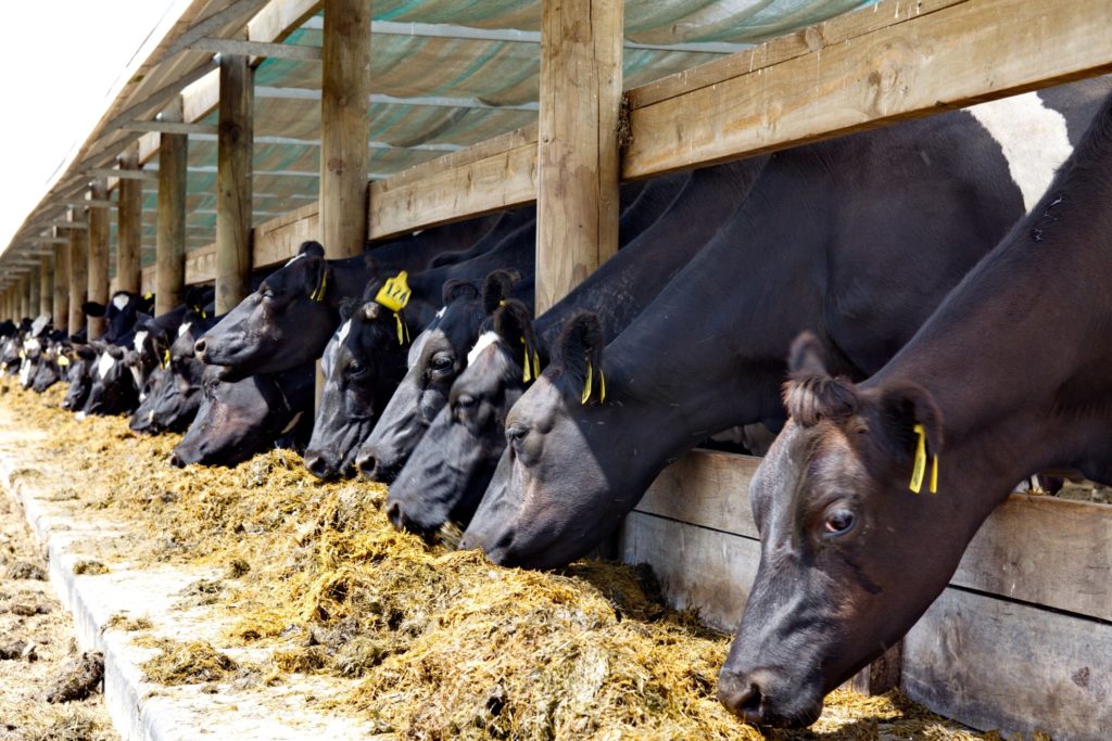 Cows in Feedlot