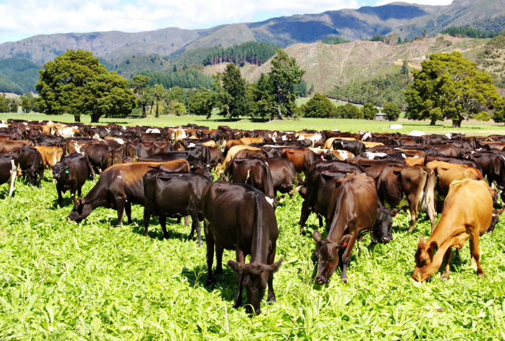 LIC dairy cows grazing