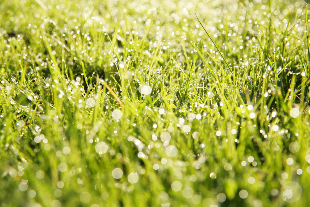 Closeup of grass in field