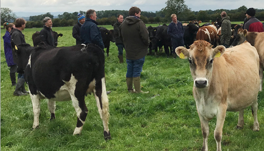 LIC UK cows grazing in field