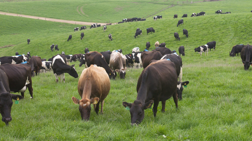 LIC dairy Herd grazing UK