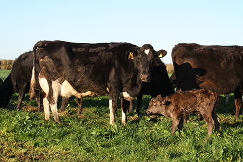 LIC dairy cow with calf