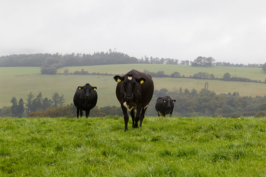 LIC_UK_cows_grass