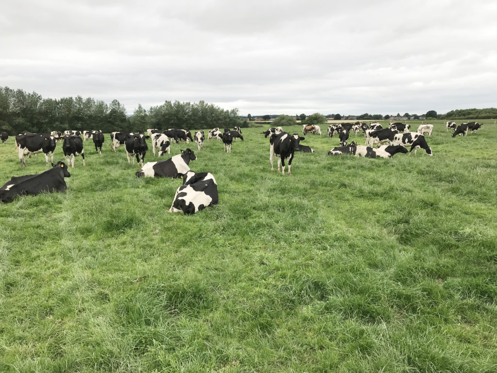 Walford_College_Monitor_farm_UK_cows