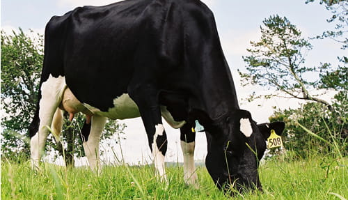 Dairy cow