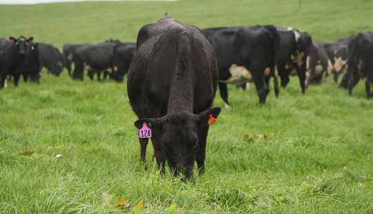 Dairy Cows Grazing Winter