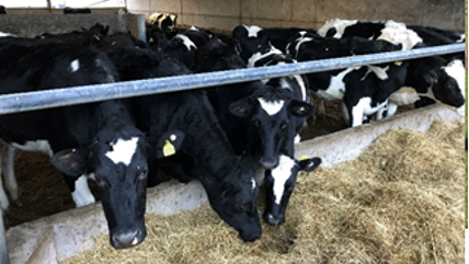 Walford College farm cows