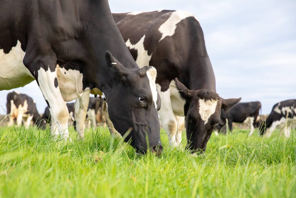 New Zealand grazing dairy cows