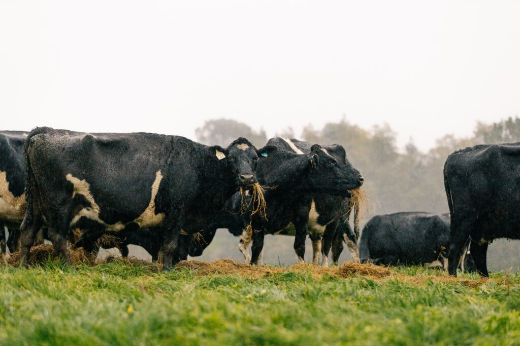 LIC Pasture to Profit grassland management strategies could help you build a resilient dairy farming business