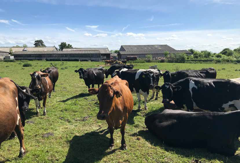 LIC bred crossbred cows at Walford College Farm