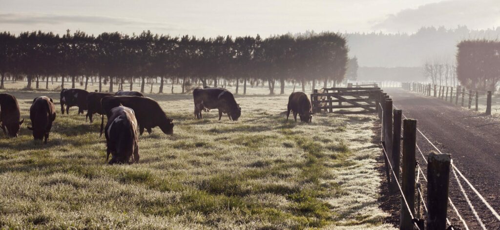 LIC pasture-fed bulls in a paddock
