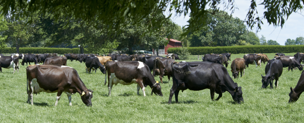 LIC bred cows grazing