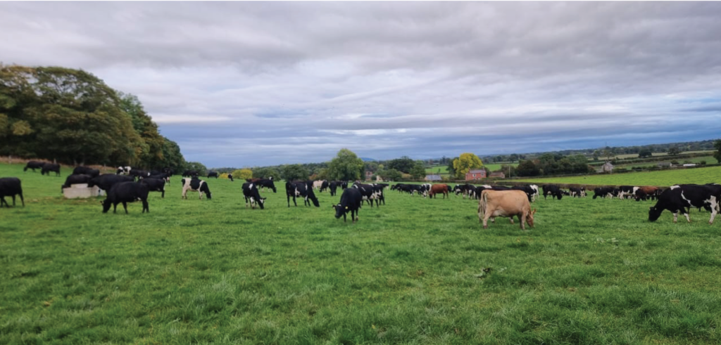 LIC bred cows on Sansaw Estate