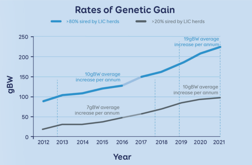 LIC rates of genetic gain