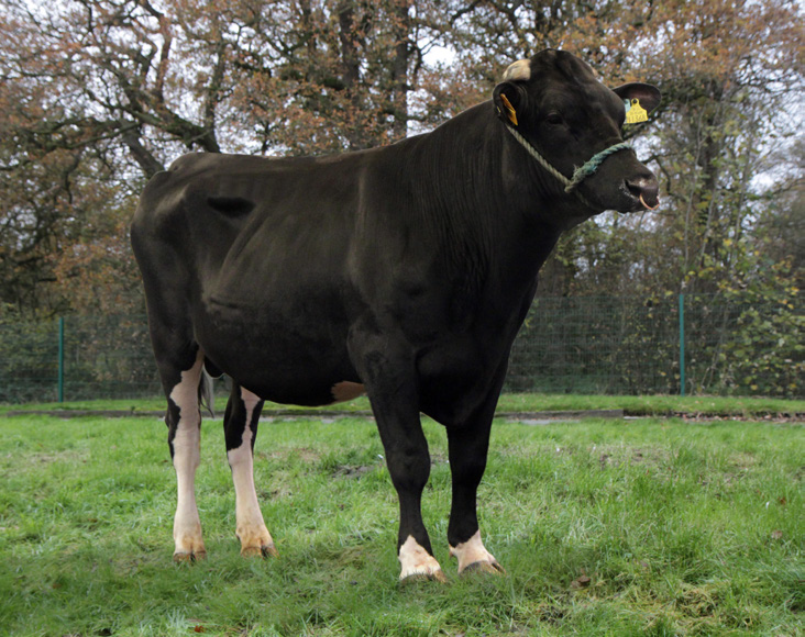 The Forwards bull Bopuru Bro