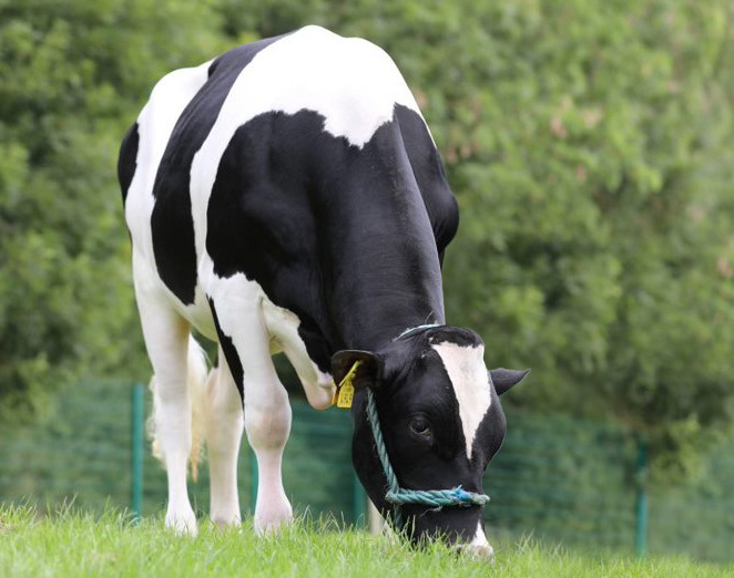 The Forwards bull Moorehill Max