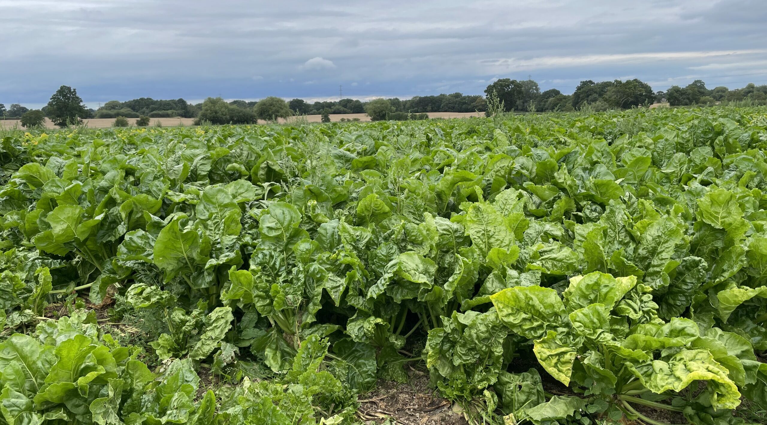 Fodder beet for supplement feeding at Walford College dairy farm