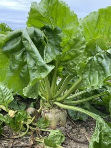 Fodder beet for dairy cow grazing at Walford Farm