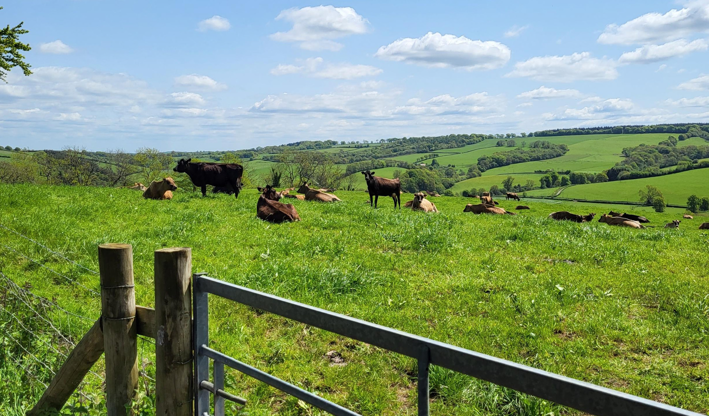 The jersey cows walk up to 1.2km per day in the hills