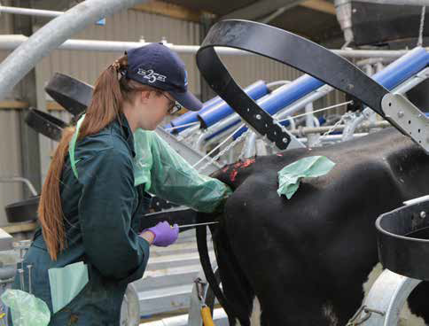 McKenzie Watson inseminating a cow in the UK