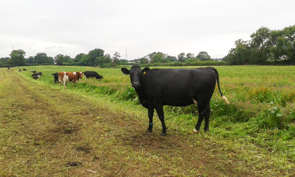 Pasture to Profit update - Mid-summer 2024
