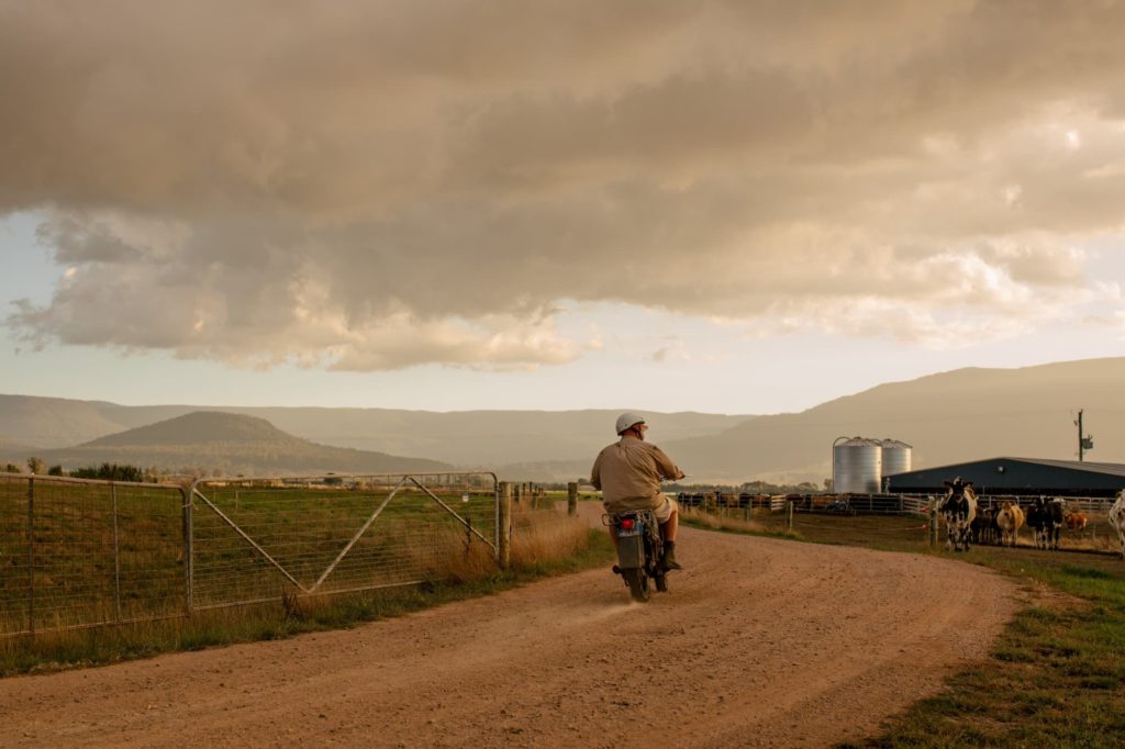 Dairy farmer heading to milking on a motor bike