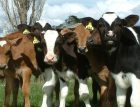 1calves-1.jpg