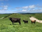 Southern Pastures Farm resize